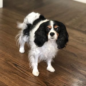 Meet your Posher, Allison